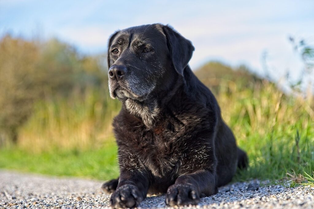labrador, dog, black, nature, pet, animal, animals, dogs, retriever, senior, gray